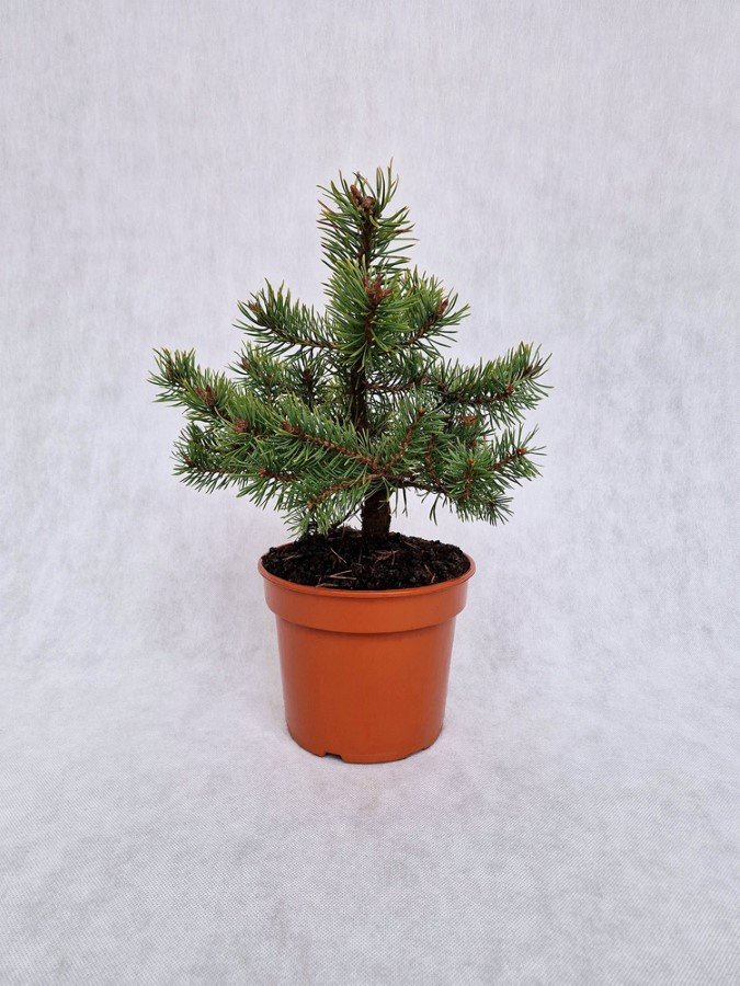 Spygliuotis, pušis paprastoji "Skjak", vazonėlio skersmuo 19 cm.