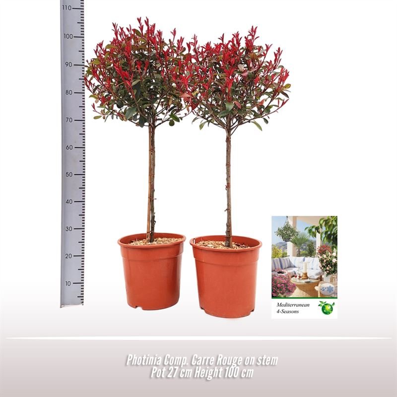Dekoratyvinis krūmas, fotinija "Carre Rauge", ant stiebo, vazonėlio skersmuo 27 cm.
