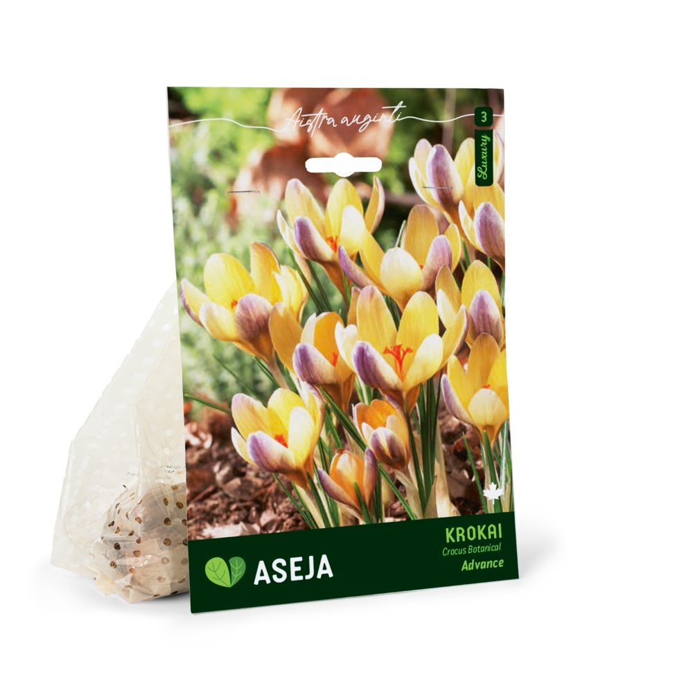 Botaninių krokų Advance svogūnėliai ASEJA, 8 vnt., 5/6, 32919305, (R)