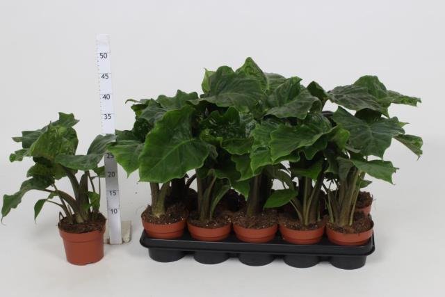 Kambarinis augalas, alokazija "Portodoro", vazonėlio skersmuo 12 cm.