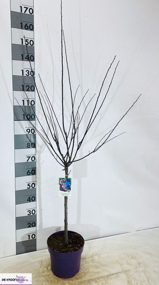 Dekoratyvinis medis, vyšnia "Nigra", vazonėlio skersmuo 26 cm.