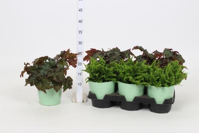 Kambarinis augalas, įvairūs lapiniai augalai, vazonėlio skersmuo 12 cm.