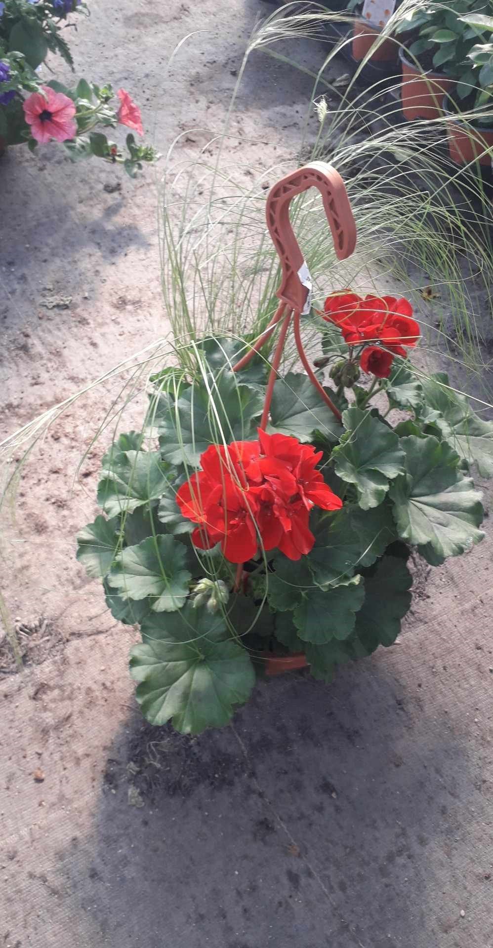 Vienmetė gėlė, svyranti pelargonija, vazonėlio skersmuo 25 cm.