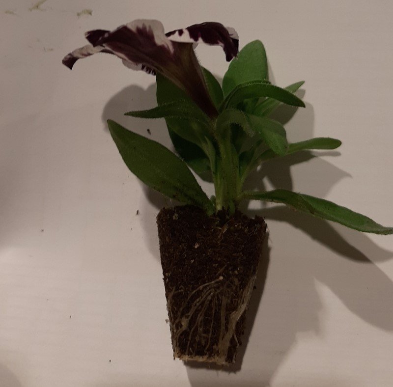 Vienmetės gėlės daigelis, petunija "GO!Tunia Cosmic Violet" FLORENSIS