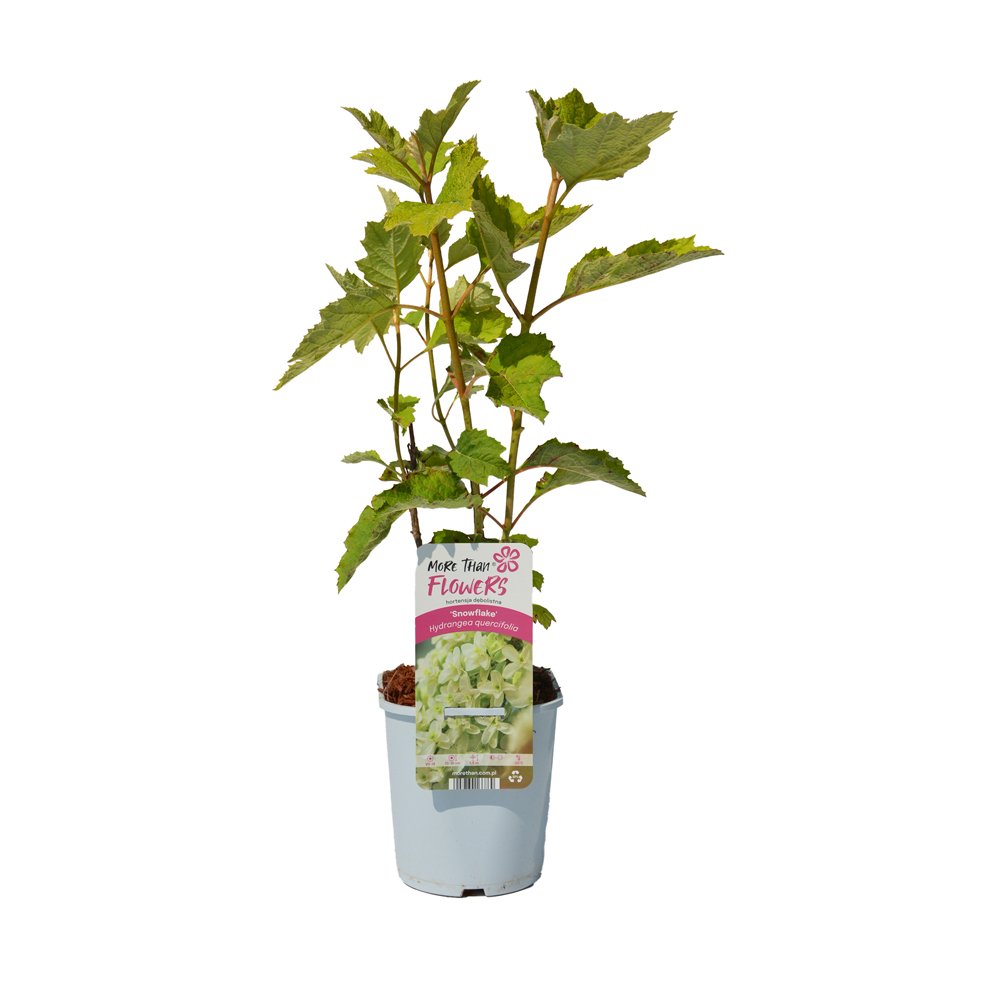 Dekoratyvinis krūmas, ąžuolialapė hortenzija, vazonas 2 l.