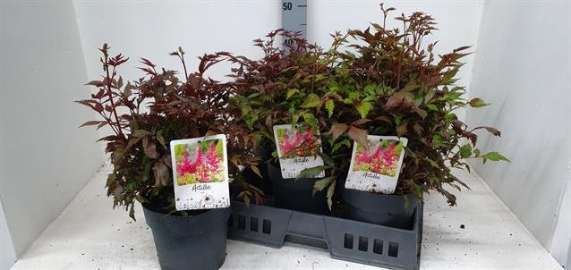 Daugiametė gėlė, astilbė, vazono skersmuo 19 cm.