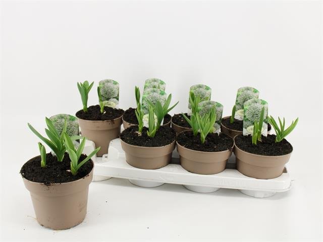 Daugiametė gėlė, dekoratyvinis česnakas, vazonėlio skersmuo 14 cm.