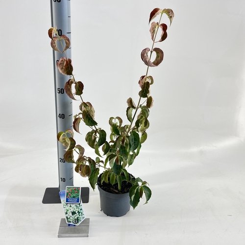 Dekoratyvinis krūmas, sedula japoninė, vazonėlio skersmuo 17 cm.