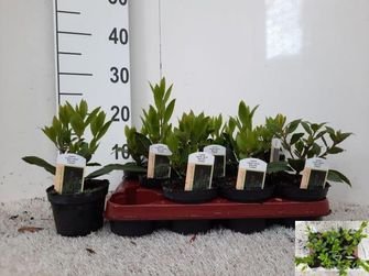 Prieskoninis augalas, lauras (laurus nobilis), vazonėlio skersmuo 11 cm.