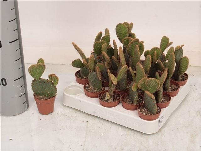 Kambarinis augalas, opuncija "Microdasys", vazonėlio skersmuo 5 cm.