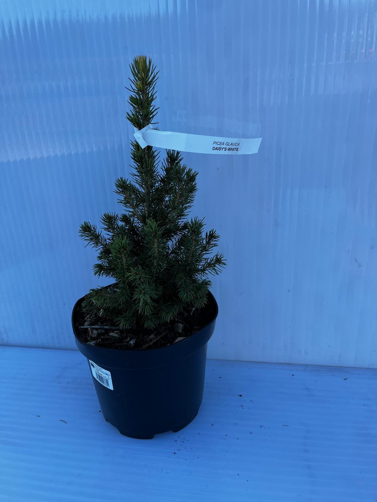 Spygliuotis, eglė baltoji "Daisy's White", vazonas 2 l.