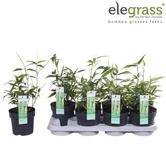 Žolinis augalas, didbambukis, vazonėlio skersmuo 14 cm.