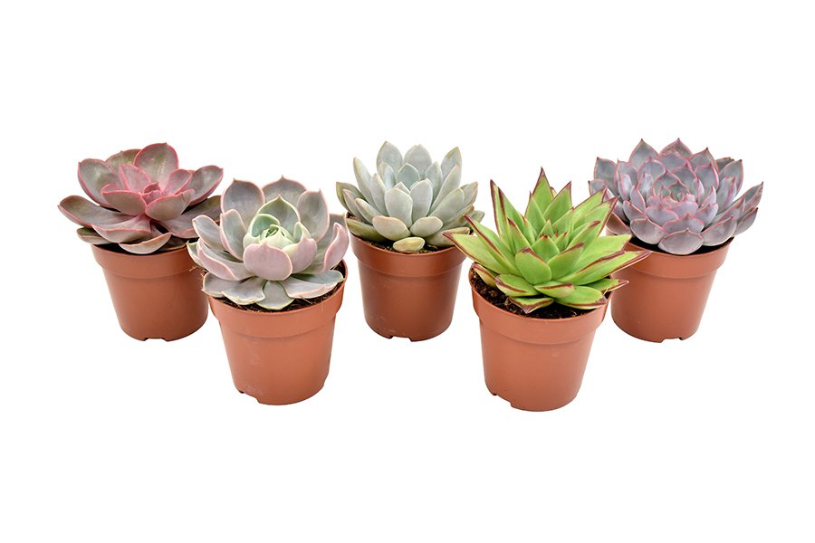 Kambarinis augalas, kalvorė (eševerija) "Premium mix", vazonėlio skersmuo 9 cm.