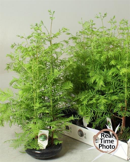 Kambarinis augalas, bonsas, vazonėlio skersmuo 16 cm.