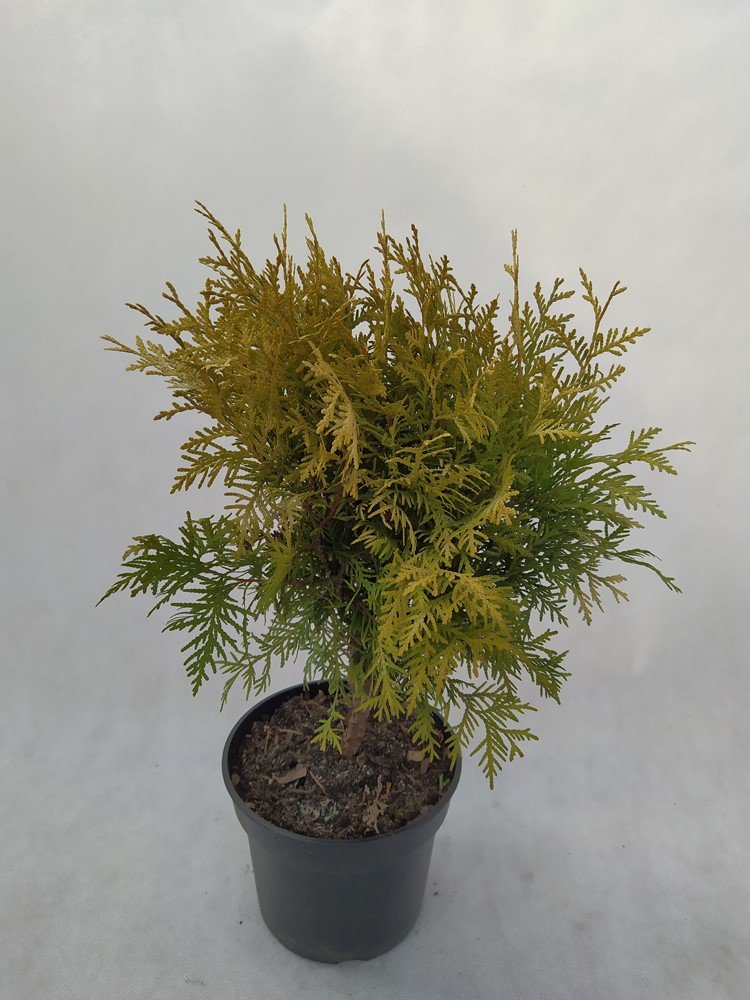 Spygliuotis, tuja "Hoveyi", vazonas 3 l.