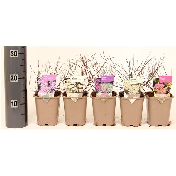 Dekoratyvinis krūmas, lanksva, įvairi, vazono skersmuo 14 cm.