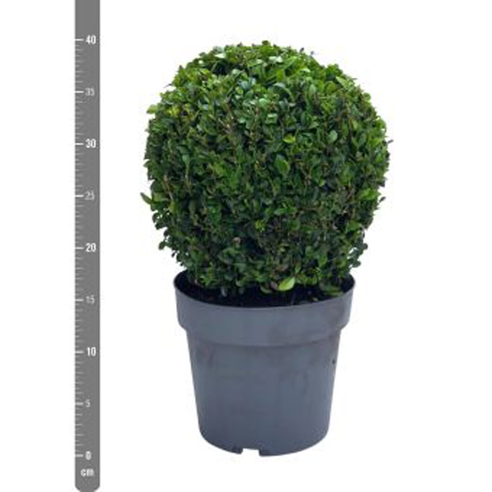 Dekoratyvinis krūmas, buksmedis paprastasis, apvalus, aukštis 35 cm., vazonėlio skersmuo 19 cm.