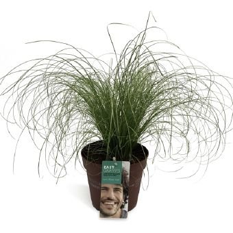 Žolinis augalas, viksva "Frosted Curls", vazono skersmuo 17 cm.