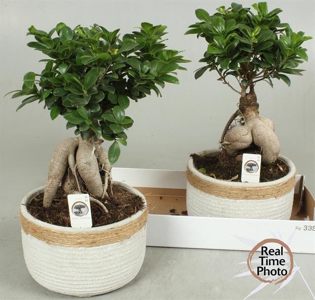 Kambarinis augalas, fikusas (bonsai), keraminiame vazonėlyje, vazonėlio skersmuo 23 cm.