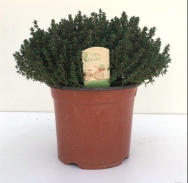 Prieskoninis augalas, čiobrelis, vazonėlio skersmuo 18 cm.