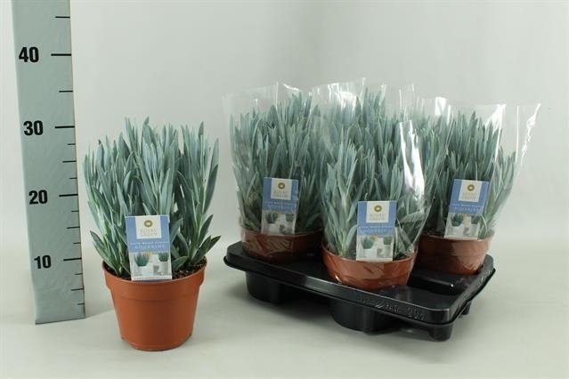 Kambarinis augalas, žilė "Mount Everest", vazonėlio skersmuo 15 cm.