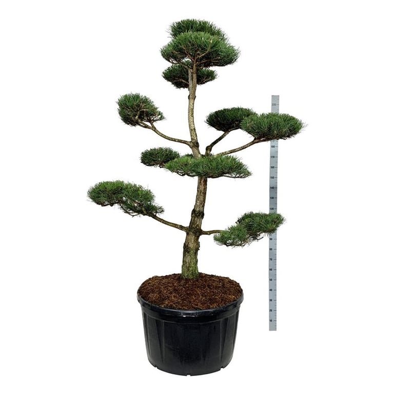 Spygliuotis, pušis juodoji (bonsai), aukštis 200-225 cm., vazonas 285 l.