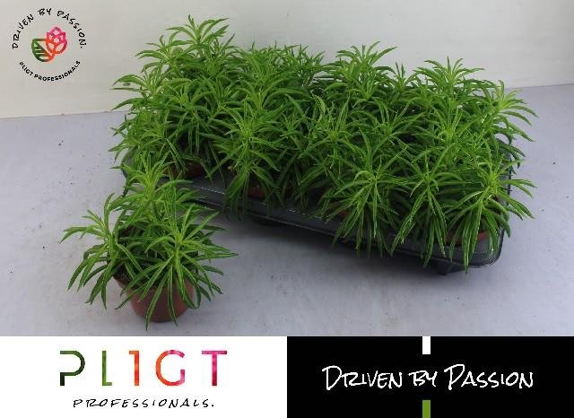 Kambarinis augalas, peperomija "Nivalis", vazonėlio skersmuo 12 cm.