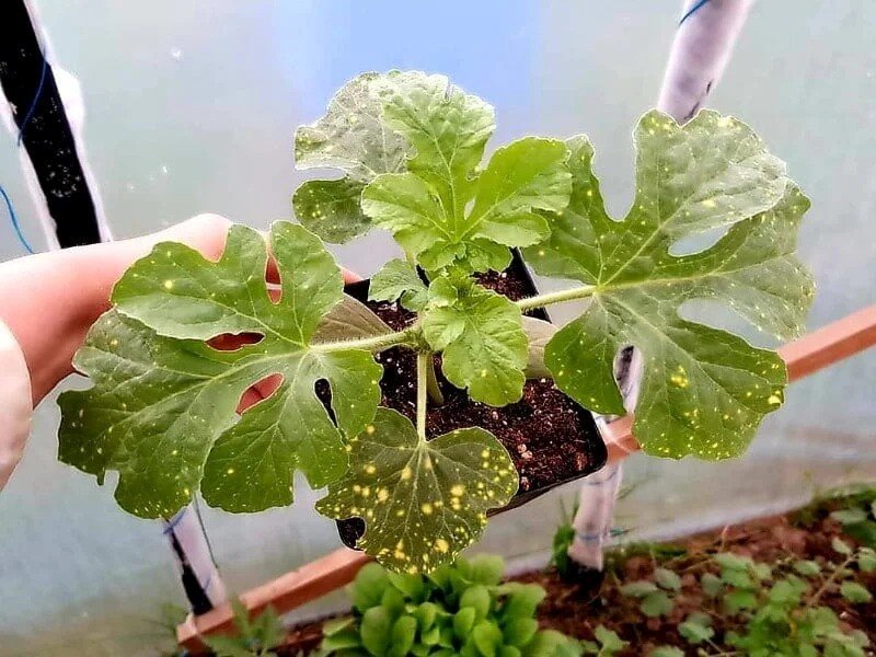 Vaisių sodinukai, arbūzai "Sugar Baby", vazonėlio skersmuo 10 cm.