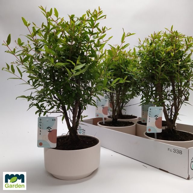 Kambarinis augalas, fikusas (bonsai), vazonėlio skersmuo 18 cm.