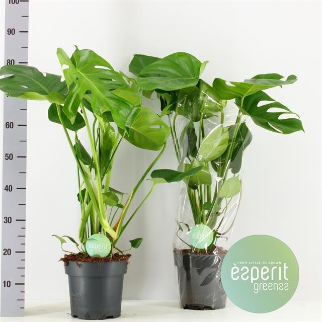 Kambarinis augalas, monstera, vazonėlio skersmuo 21 cm.