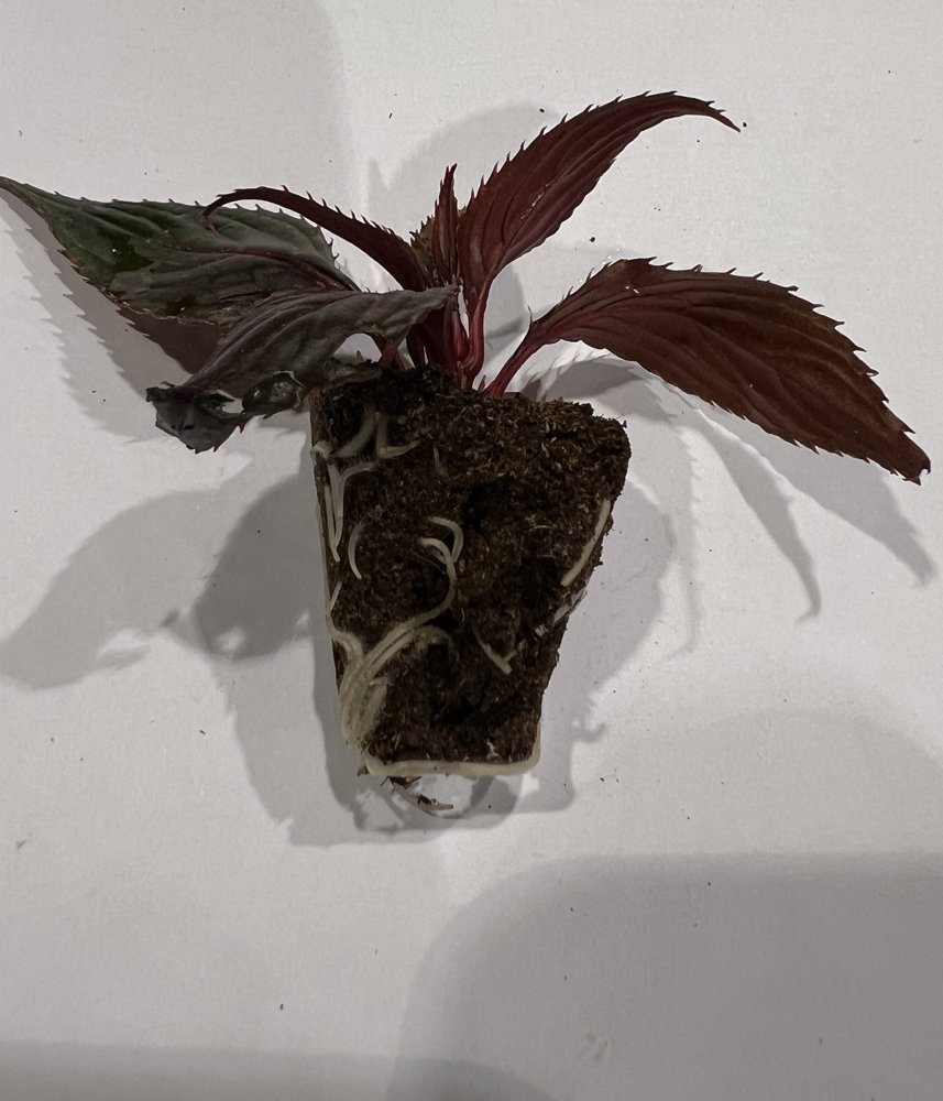 Vienmetės gėlės daigelis, sprigė "New Guinea Clockwork DL Appleblossom" FLORENSIS