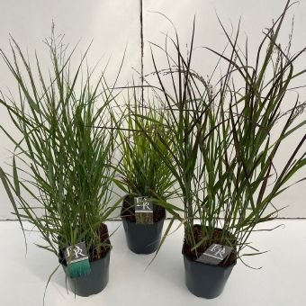 Žolinis augalas, sora, įvairios, vazonėlio skersmuo 23 cm.