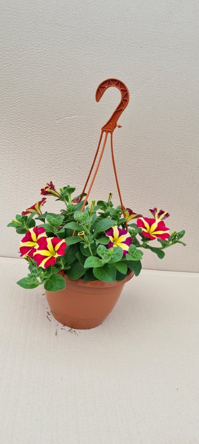 Vienmetė gėlė, petunija (svyranti), vazonas 2 l.