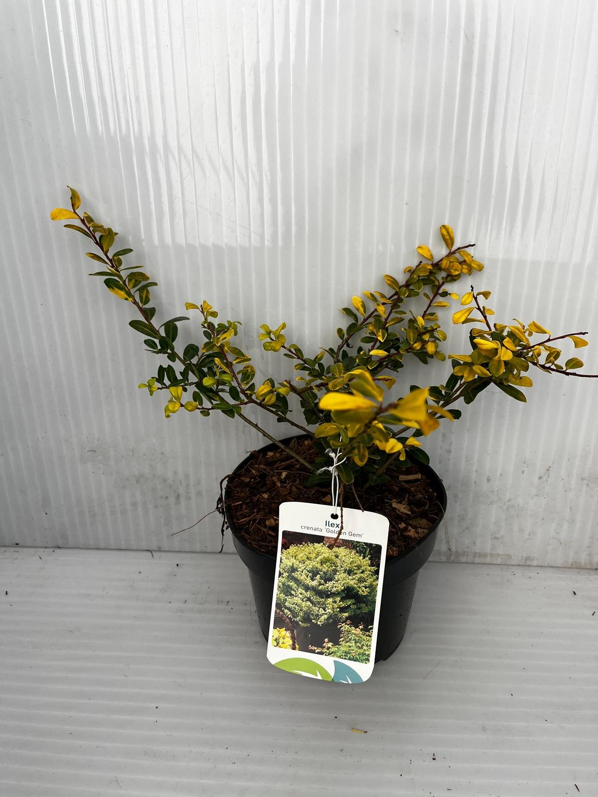 Dekoratyvinis krūmas, bugienis rinčiuotasis "Golden Gem", vazonas 2 l.