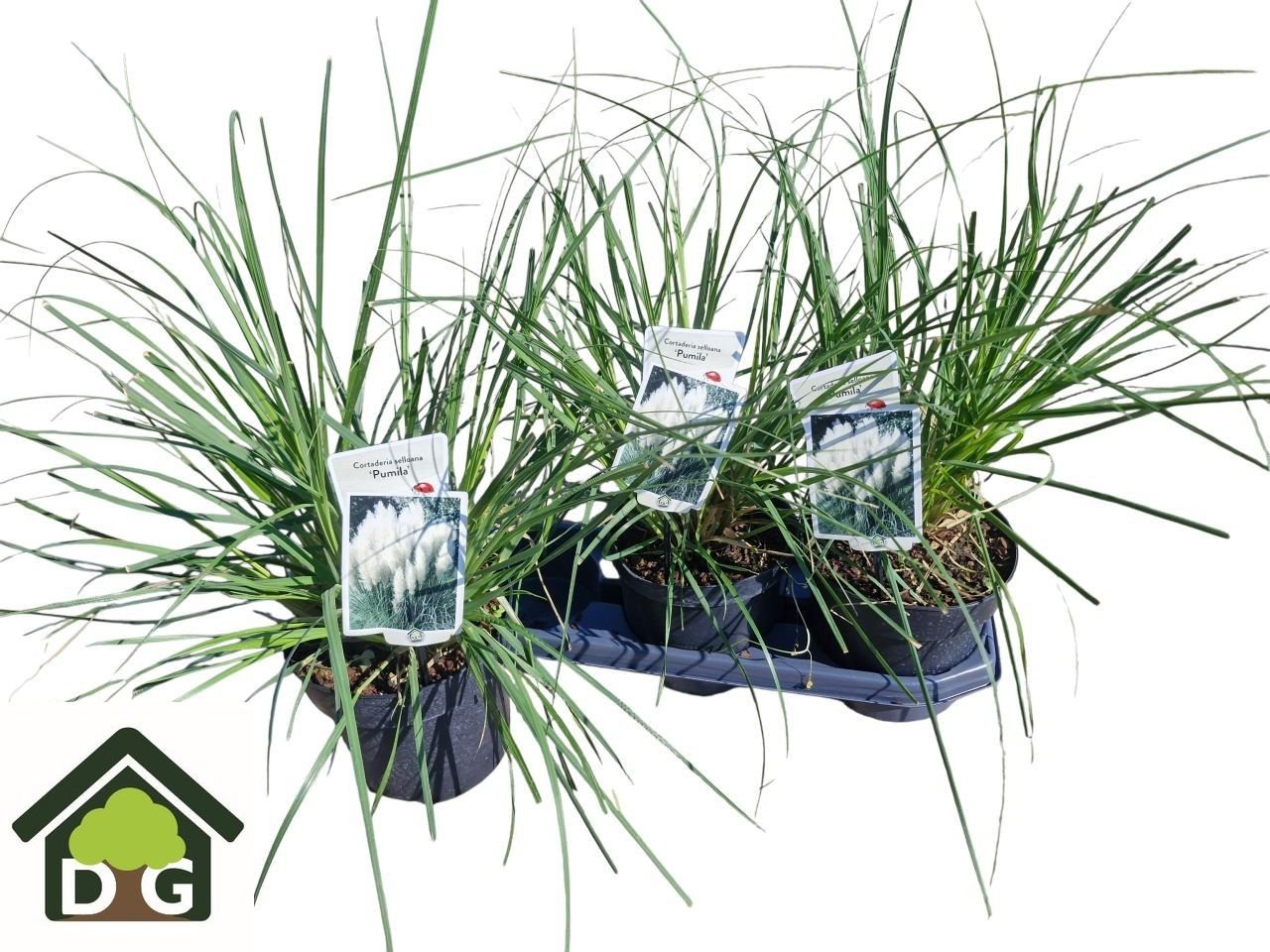 Žolinis augalas, kortaderija "Se Pumila", vazonėlio skersmuo 19 cm.