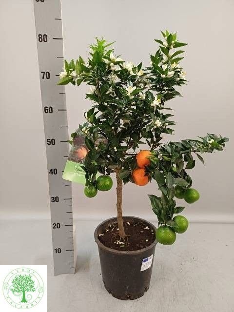 Kambarinis augalas, citrinmedis "Chinotto", vazonėlio skersmuo 22 cm.