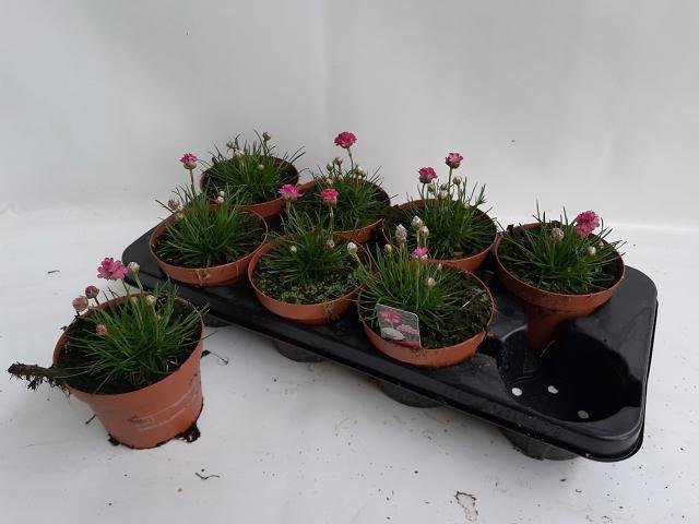 Alpinariumo augalas, gvaizdė pajūrinė, vazonėlio skersmuo 13 cm.