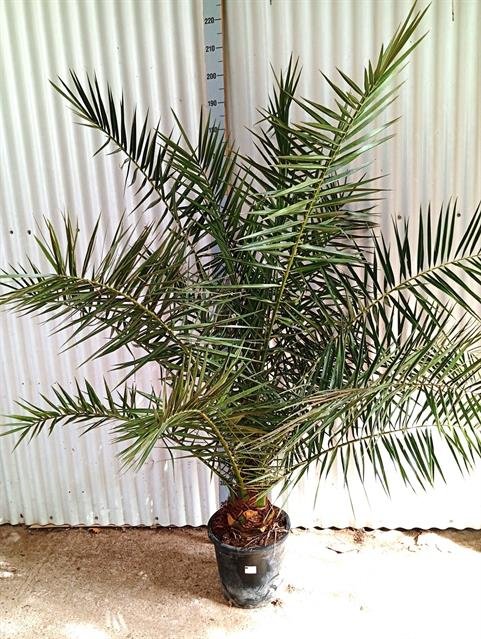 Daugiametis augalas, finikas kanarinis, vazonėlio skersmuo 34 cm.