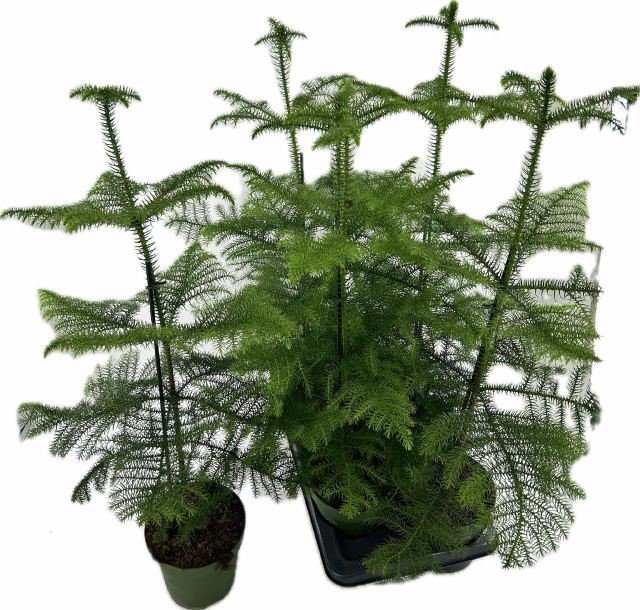 Kambarinis augalas, araukarija "Heterophyl", skersmuo 17 cm.