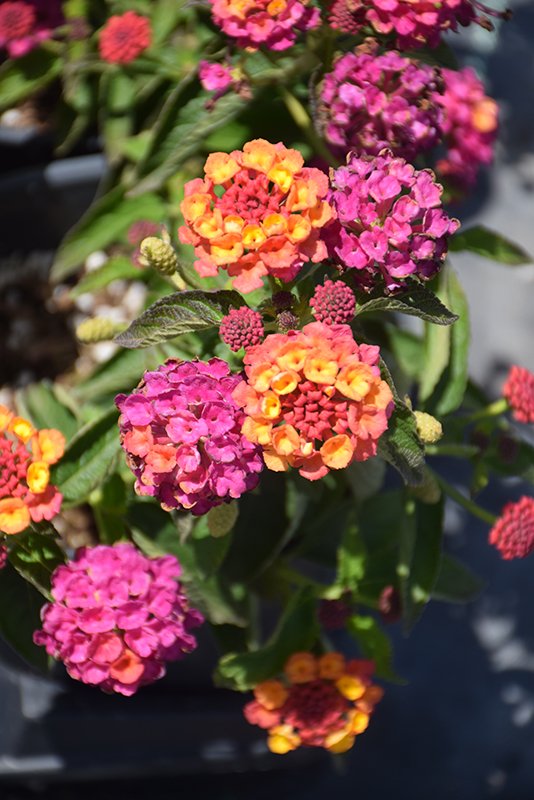 Vienmetė gėlė, lantana, vazonėlio skersmuo 10 cm.
