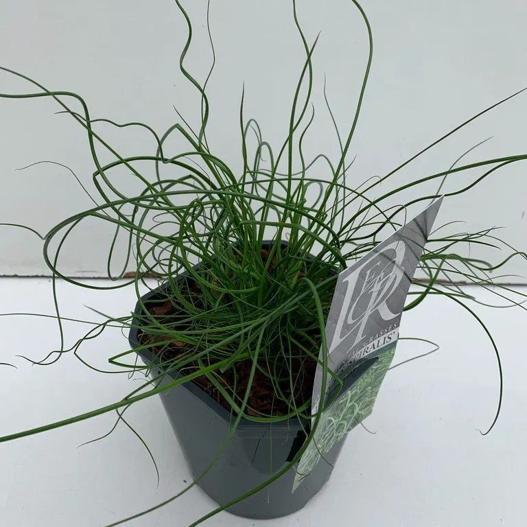 Žolinis augalas, vikšris "Spiralis", vazonėlio skersmuo 11 cm.