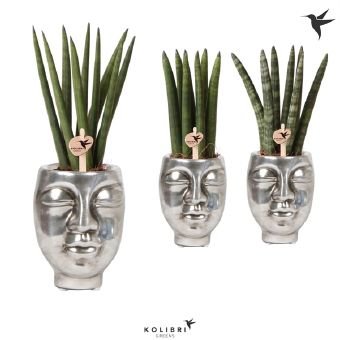 Kambarinis augalas, sansevjera (įvairios), keraminiame vazonėlyje, vazonėlio skersmuo 6 cm.