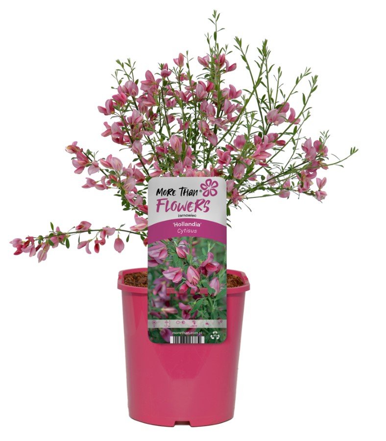 Dekoratyvinis krūmas, raipstas, vazonas 2 l.