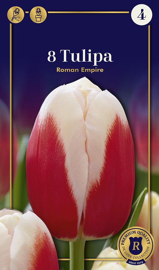 Triumfo tulpių Roman Empire svogūnėliai, 6 vnt., 12/+, Supreme, 618446, (R)