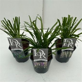 Daugiametė gėlė, lubinas, vazono skersmuo 17 cm.