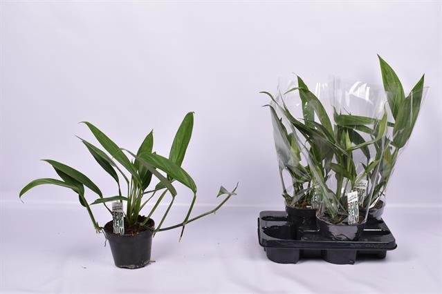 Kambarinis augalas, singonis "Amplissimum", vazonėlio skersmuo 15 cm.