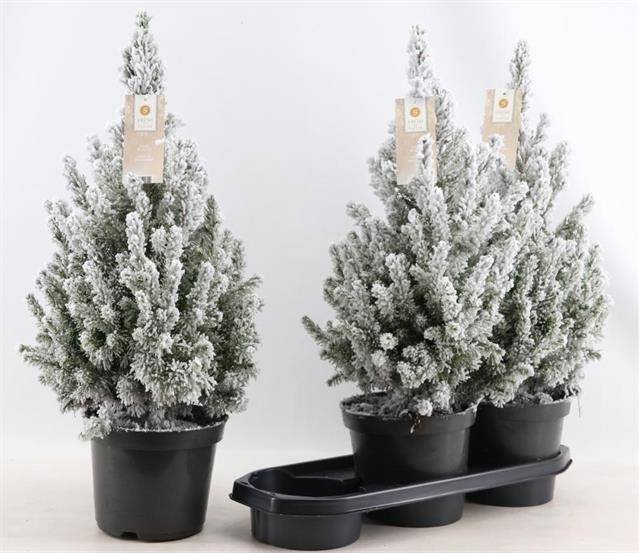 Paprastoji eglė (Picea) " December", vazonėlio skersmuo 19 cm.