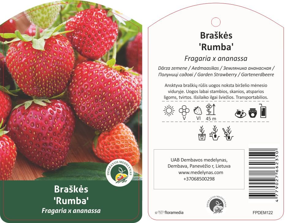 Braškės sodinukas "Rumba", 10 vnt.