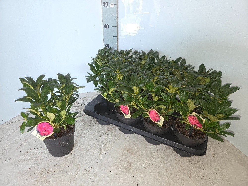 Dekoratyvinis krūmas, rododendras, vazonėlio skersmuo 13 cm.