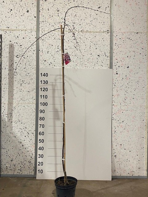 Dekoratyvinis medis, obelis "Royal Beauty", dekoratyvinė, vazonėlio skersmuo 23 cm.